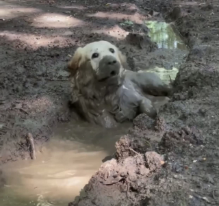 Ce Golden Retriever A Une Vraie Passion Pour Les Bains De Boue