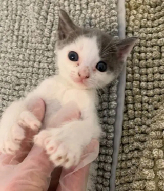 Né avec une malformation ce chaton volontaire a apprivoisé son