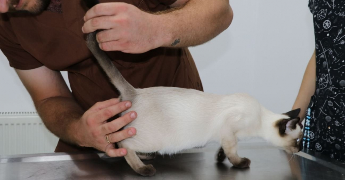 Ce Chat Nait Avec Une Tumeur Hors Du Commun Qui Semble Contenir Des