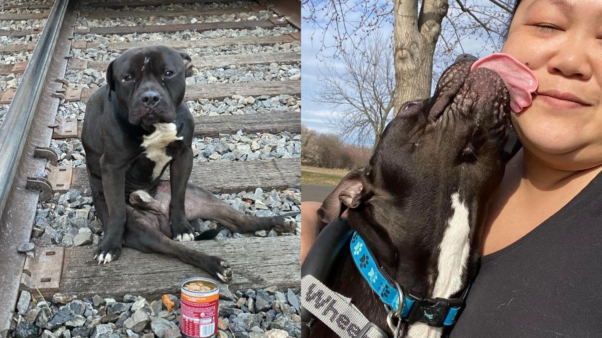 Retrouvé paralysé sur une voie ferrée ce chien reprend goût à la vie