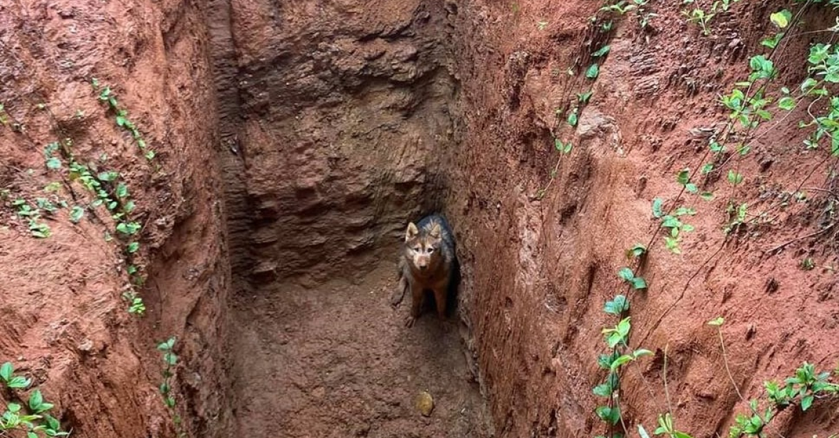 Au cours dune promenade un homme découvre un chien dans une fosse