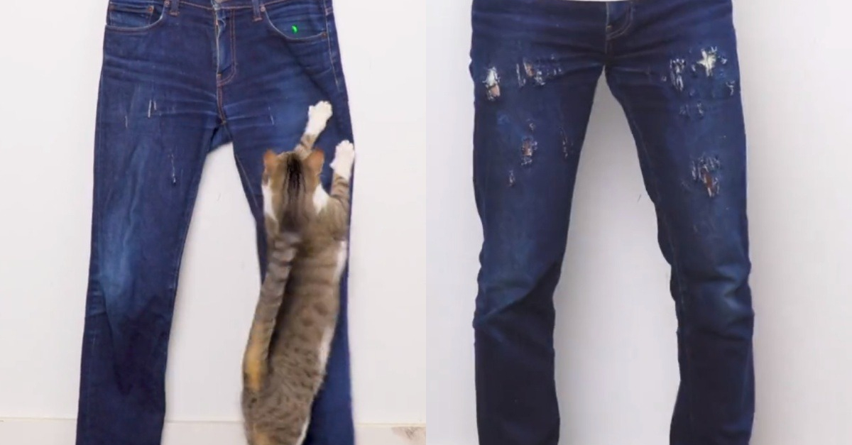 Ce chat peut transformer le plus banal des jeans en une véritable pièce