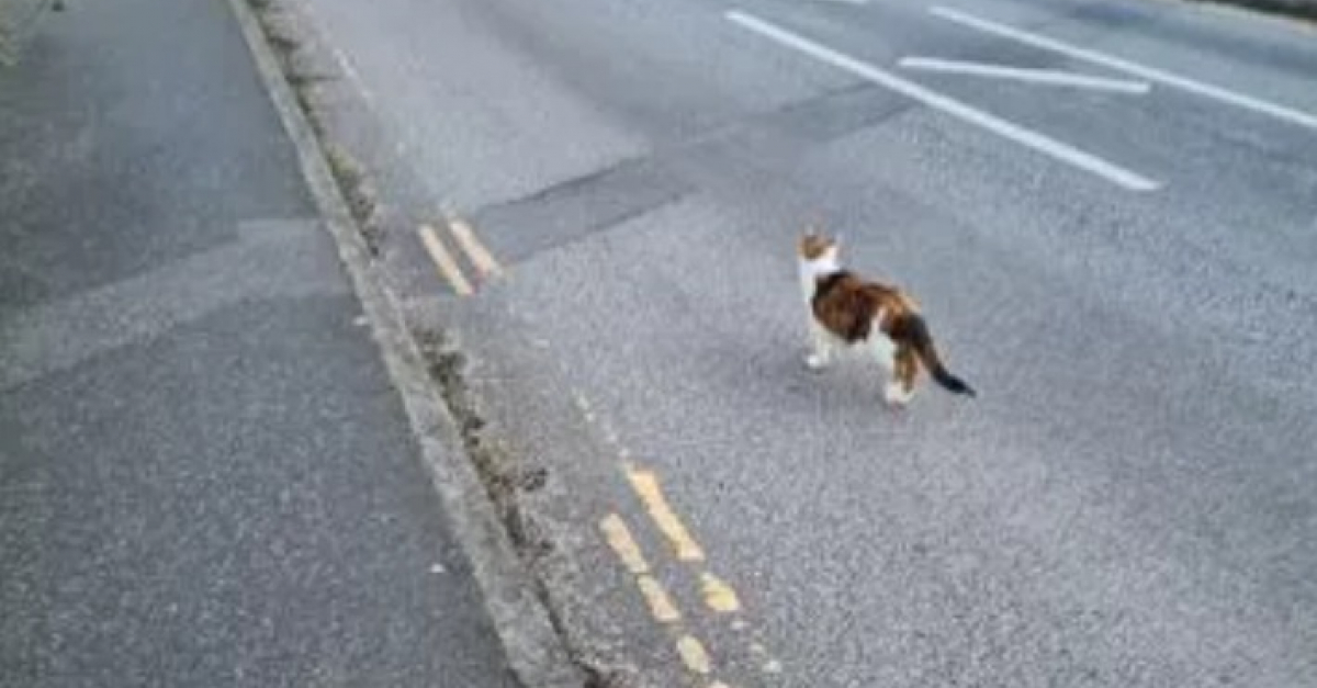 La Chatte Dune Famille Ne Peut Semp Cher De Suivre Tous Ceux Quelle