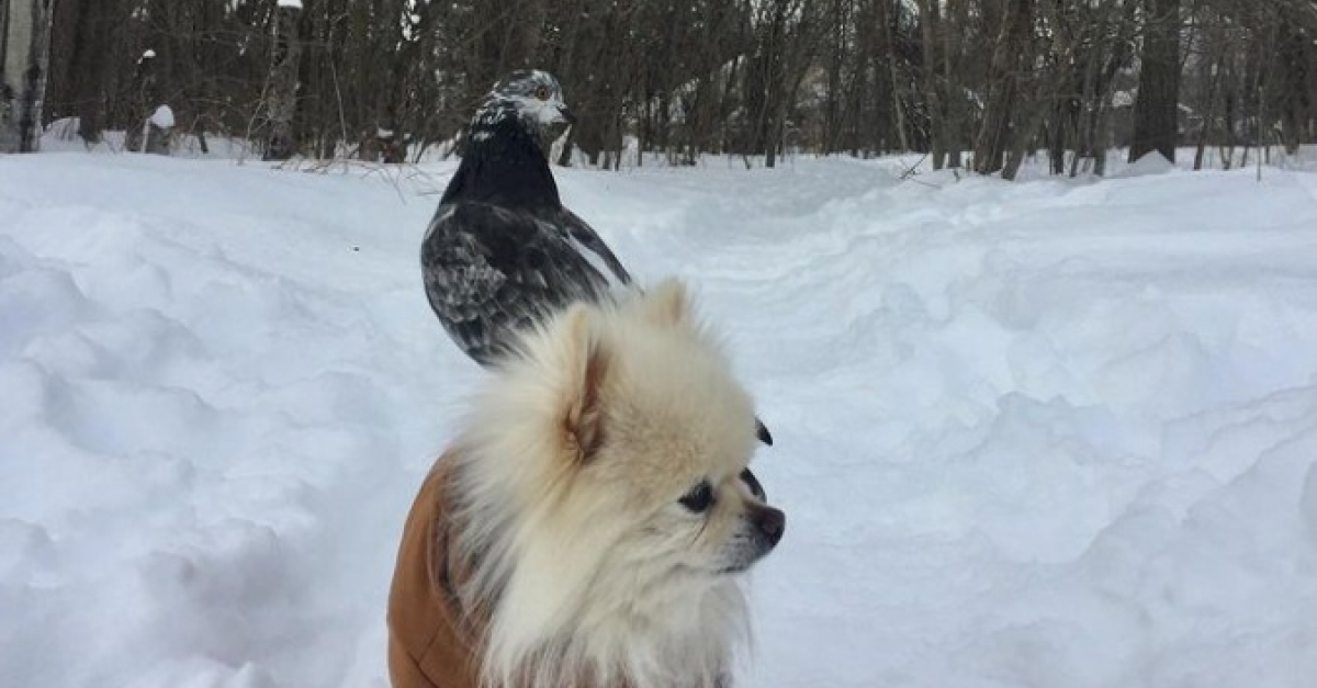 Une femme partage lamitié surprenante entre son chien son pigeon vidéo