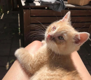 La Belle Transformation D Un Chaton Aux Yeux Couverts De Croutes Decouvert En Pleurs Dans Un Jardin