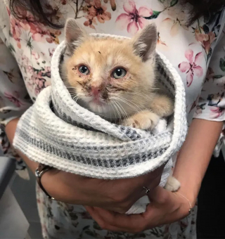 La Belle Transformation D Un Chaton Aux Yeux Couverts De Croutes Decouvert En Pleurs Dans Un Jardin