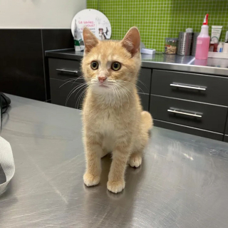 La Belle Transformation D Un Chaton Aux Yeux Couverts De Croutes Decouvert En Pleurs Dans Un Jardin