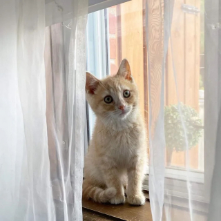 Illustration de l'article : La belle transformation d'un chaton aux yeux couverts de croûtes découvert en pleurs dans un jardin