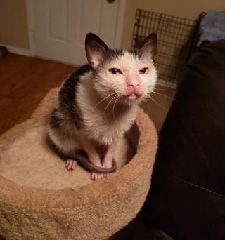 Chiens Et Chats Avec Des Caracteristiques Physiques Uniques Qui Les Rendent Absolument Craquants