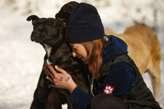 Illustration of the article: The act of humanity of a couple who opens the door of their house to about sixty stray dogs