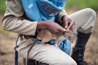 Les rats, des héros au poil