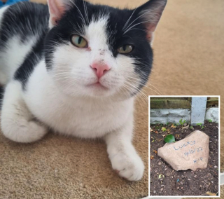 Ils Enterrent Leur Chat D C D Dans Leur Jardin Et Le Retrouvent