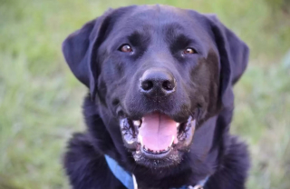 Une femme perd son chien subitement et décide de lui rendre hommage avec un  tatouage des plus touchant