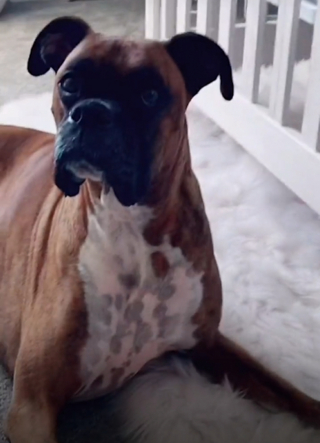 Illustration de l'article : À l’arrivée du bébé de la famille, ce Boxer s’est montré particulièrement affectueux, pour le plus grand bonheur de ses maîtres (vidéo)