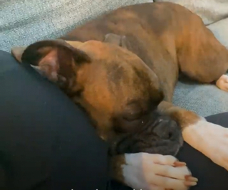 Illustration de l'article : À l’arrivée du bébé de la famille, ce Boxer s’est montré particulièrement affectueux, pour le plus grand bonheur de ses maîtres (vidéo)