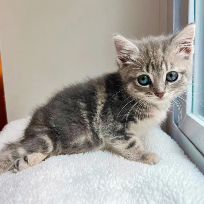 Une Jeune Chatte Paralysée Des Pattes Arrière Trouve La Force De