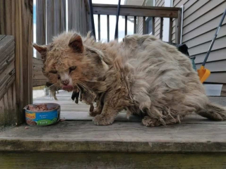 Illustration de l'article : Un chat errant sénior découvert dans un état catastrophique et malade vit une transformation à peine croyable