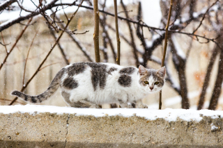 Illustration de l'article : Une idée simple, qui permet de protéger les chats en hiver, et de recycler de vieilles glacières