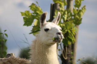 Illustration de l'article : Dans cette ferme pédagogique, les animaux abandonnés reprennent goût à la vie