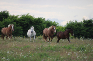 Illustration de l'article : Dans cette ferme pédagogique, les animaux abandonnés reprennent goût à la vie