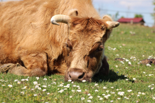Illustration de l'article : Dans cette ferme pédagogique, les animaux abandonnés reprennent goût à la vie
