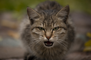 Illustration de l'article : 7 comportements humains dérangeant les chats et qu'il convient d'identifier pour respecter leur bien-être