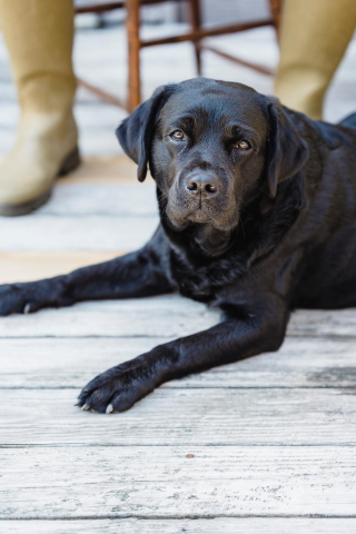 Machouyou - 🎀 Rose, 5 ans a adopté Machouyou et abandonné