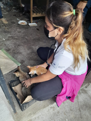Illustration de l'article : 3 animaux négligés et vivant dans l’insalubrité ont été sauvés grâce à l’appel d’un voisin
