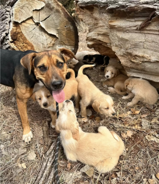 Illustration de l'article : Une bénévole stupéfaite face au nombre de chiots protégés par une chienne errante au grand cœur