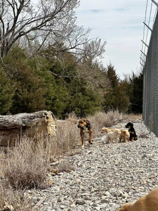 Illustration de l'article : Une bénévole stupéfaite face au nombre de chiots protégés par une chienne errante au grand cœur