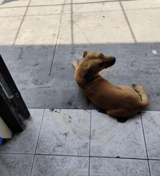 Illustration de l'article : En apprenant à se connaître, un commerçant et un chien lient une amitié hors du commun marquée par la confiance et la bienveillance (vidéo)