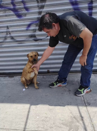 Illustration de l'article : En apprenant à se connaître, un commerçant et un chien lient une amitié hors du commun marquée par la confiance et la bienveillance (vidéo)