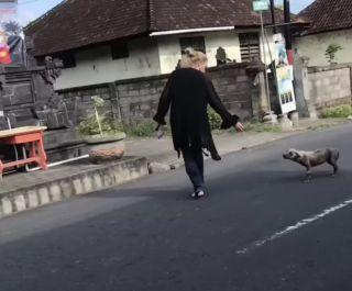 Illustration de l'article : Assimilée à une hyène et abandonnée, cette chienne a changé d’apparence en rencontrant ses sauveurs (vidéo)