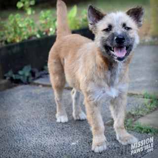 Illustration de l'article : Assimilée à une hyène et abandonnée, cette chienne a changé d’apparence en rencontrant ses sauveurs (vidéo)