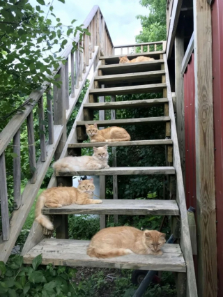 Illustration de l'article : Un couple achète une ferme étant le refuge de chats errants et décide d’en faire un sanctuaire dédié au bien-être animal