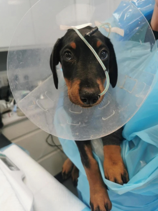 Illustration de l'article : Touché par le parvovirus, un chiot provoque l’inquiétude de sa maîtresse et des équipes soignantes