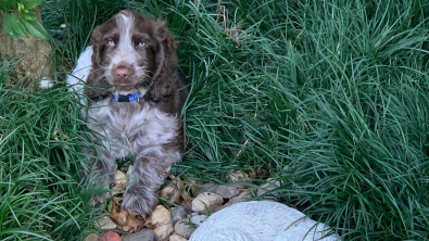 Illustration : Le chiot Dougie semble mystérieusement connecté au chien décédé de ses propriétaires