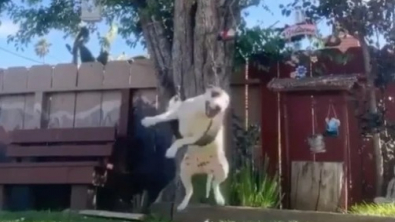 Illustration : Un chien est surpris en train de jouer sur une balançoire et offre un moment magique