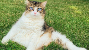 Illustration : "Aveugle et avec des yeux énormes, ce chat n'avait plus d'espoir après avoir été heurté par une voiture, mais son destin a changé !"