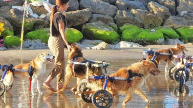 Illustration : La vidéo touchante de plusieurs chiens handicapés et sauvés de l'errance qui découvrent la joie de courir sur la plage