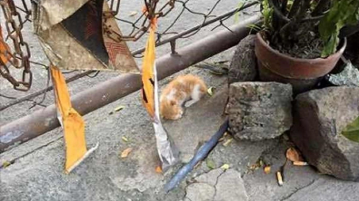 Illustration : "Ils pensaient être arrivés trop tard en découvrant un chaton inanimé par terre, puis un léger mouvement a ravivé l’espoir"