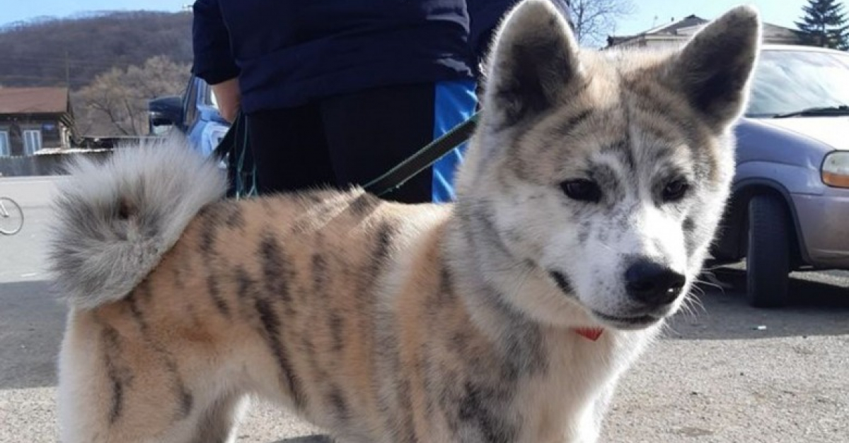 Chiens Et Chats Avec Des Caracteristiques Physiques Uniques Qui Les Rendent Absolument Craquants