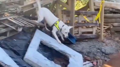 Illustration : Refoulé car jugé indiscipliné et ingérable, ce Labrador donne tort à tout le monde en devenant chien de recherche