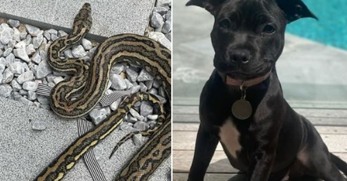 Pour sauver une fillette, ce chien s'est battu avec un serpent à