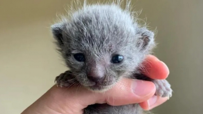 Illustration : Ce chaton aux poils crépus et sa petite soeur ont ému Internet alors qu'ils attendaient d'être sauvés