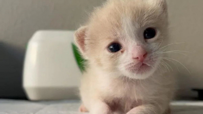 Illustration : "Seul rescapé de sa portée, ce chaton délaissé par sa mère se bat de toutes ses forces pour survivre et grandir"