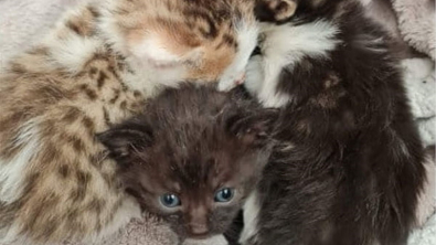 Illustration : "Une association au secours de 4 chatons abandonnés sur une aire de jeu en plein soleil"