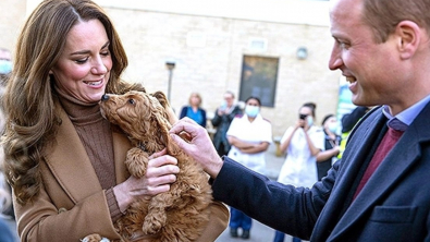 Illustration : Un chien de thérapie conquiert le cœur du prince William et de sa femme Kate lors d'une visite royale !