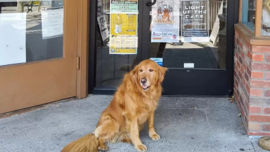 Illustration : Les propriétaires d’une librairie nomment leur chienne comme gérante de l’établissement et lui donnent même son nom
