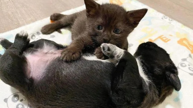 Illustration : Coup de foudre entre un chaton et un chiot orphelins, qui grandissent ensemble comme des frères (vidéo)